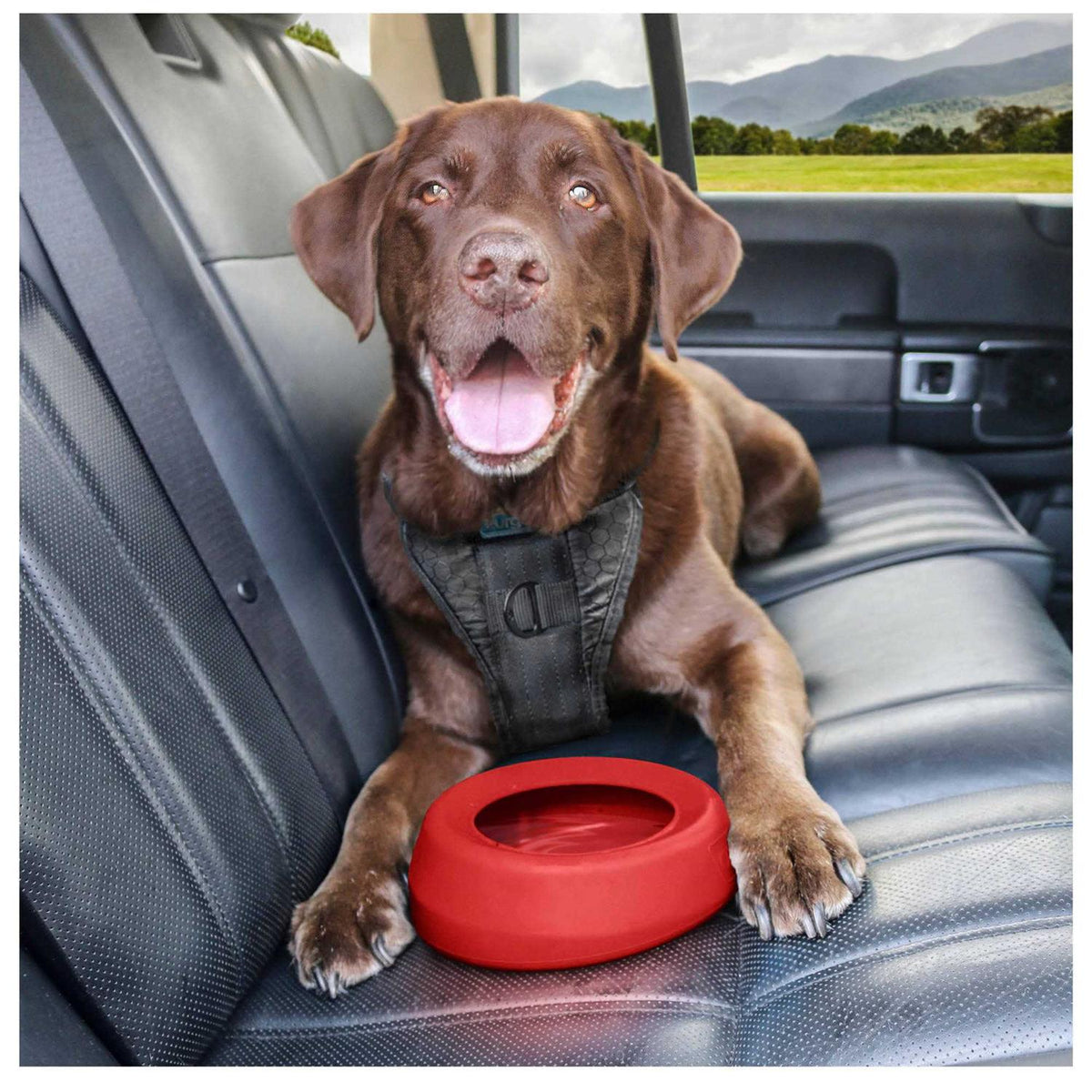 Water Bowl J96898
