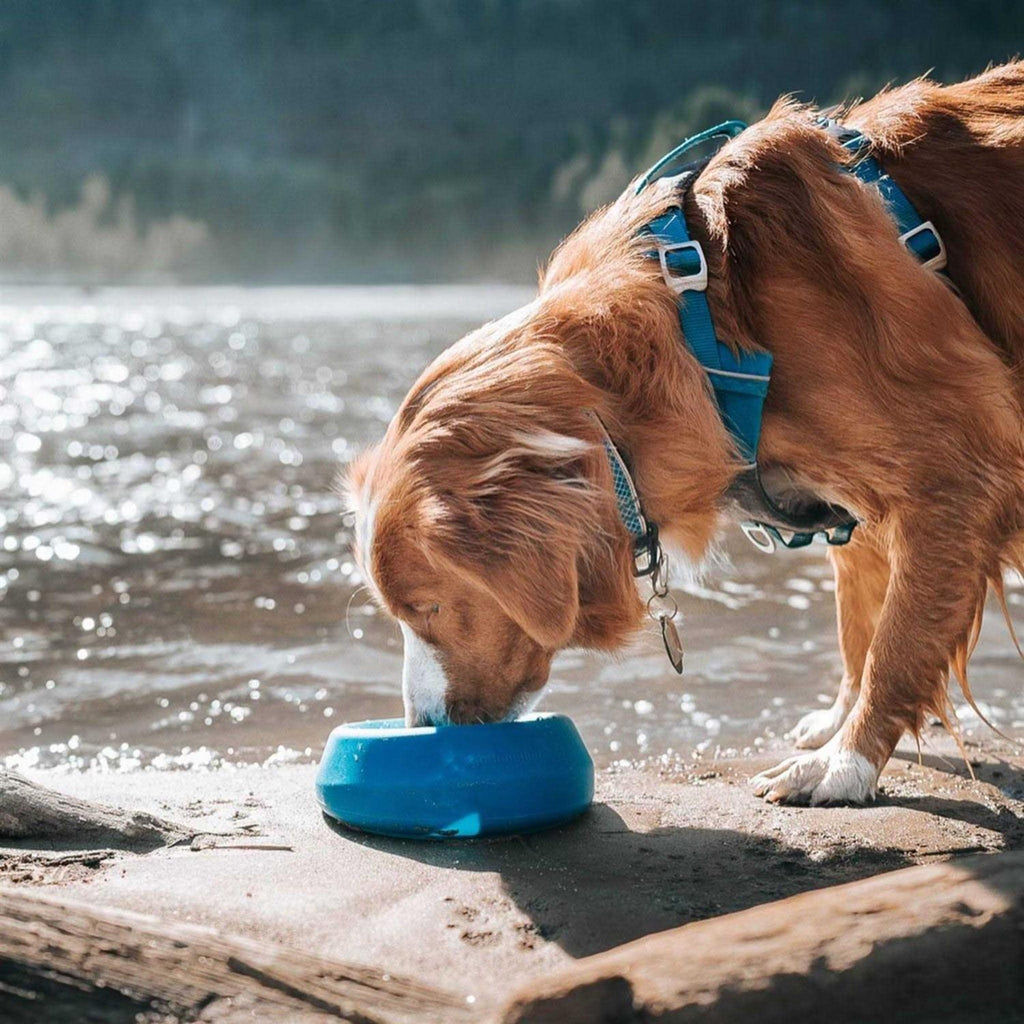 Water Bowl J96898